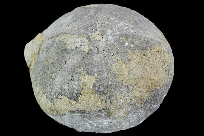 Fossil Sea Urchin (Eucosmus) - Morocco #107981